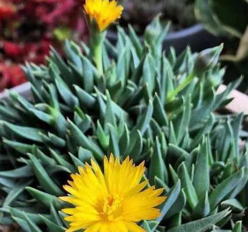 黄花照波用什么花盆好 黄花照波的养殖方法