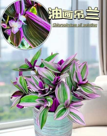 紫吊兰的花掉叶子怎么 口红吊兰掉叶子怎么办