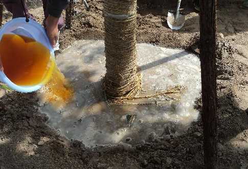 大树移植成活率要多少 怎么提高大树移植成活率