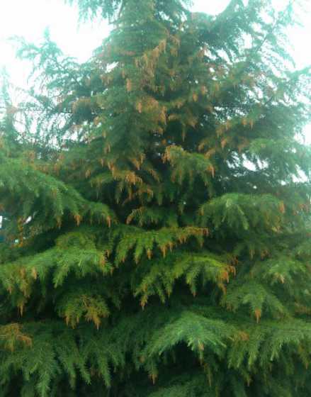 雪松为什么叶子不会黄 冬天的松柏为什么还是碧绿的