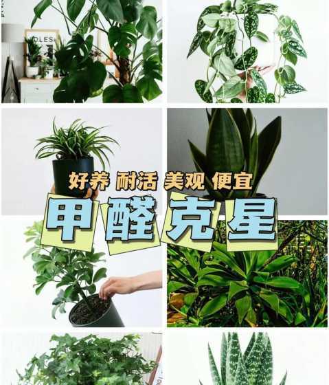 什么花最净化空气甲醛 什么植物可以吸甲醛