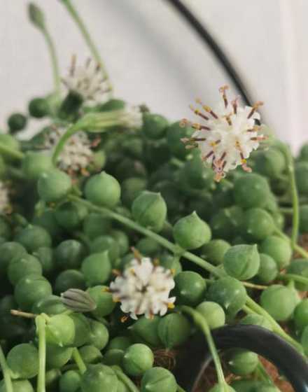 珍珠吊兰开花怎么处理 珍珠吊兰为什么头上会开花