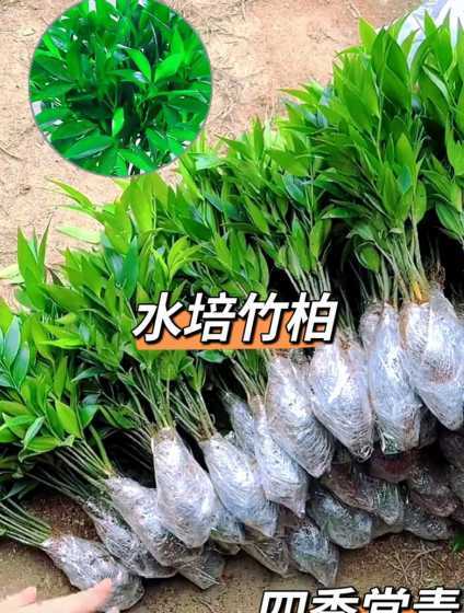 竹柏价格为什么这么贵 用什么护肤品比较安全