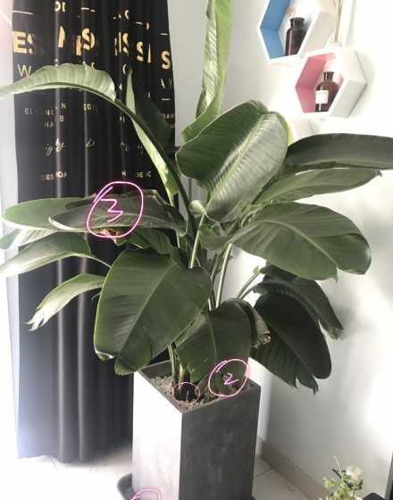 鹤望兰叶子耷拉怎么办 鹤望兰叶子开裂发黄怎么办 不开花的原因