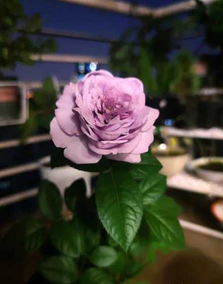 为什么湖南秋天种月季 秋天什么时间栽月季好