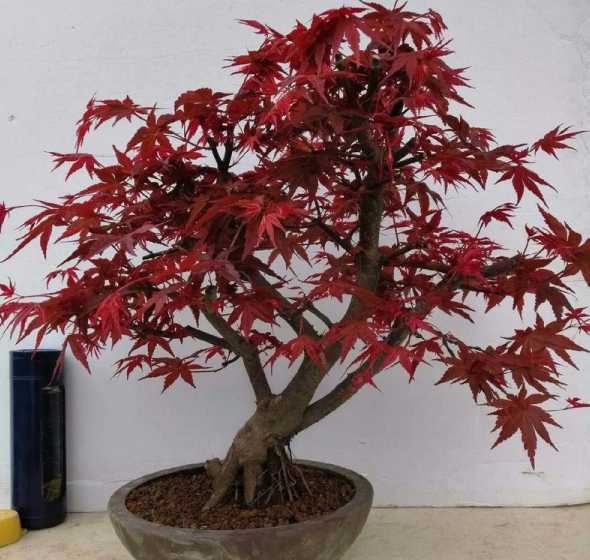 红枫盆栽什么时候翻盆 红枫盆栽怎么修剪