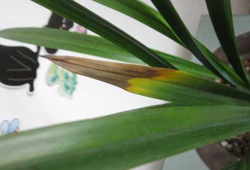 兰花花苞干枯怎么回事 兰花掉花苞、花苞发黑、干枯原因分析