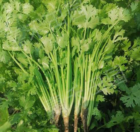 芹菜盆栽怎么样长的嫩 盆栽芹菜的种植要点及注意事项