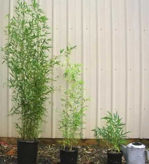 毛竹怎么养才能更旺盛 紫竹怎么养才能更旺盛