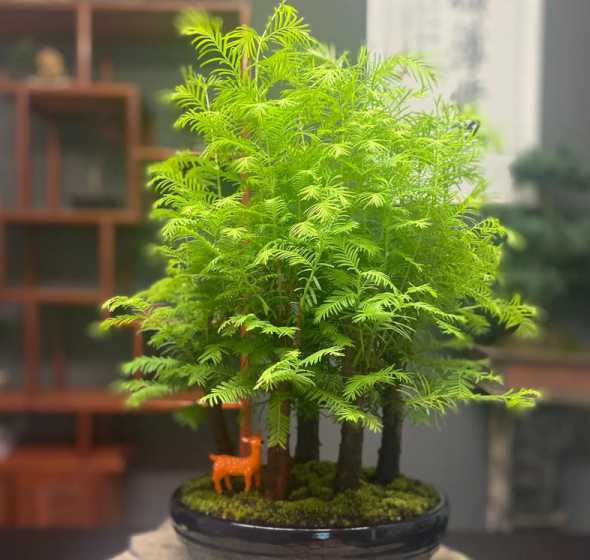 木本花卉盆栽有哪些品种 常见的木本植物品种有哪些