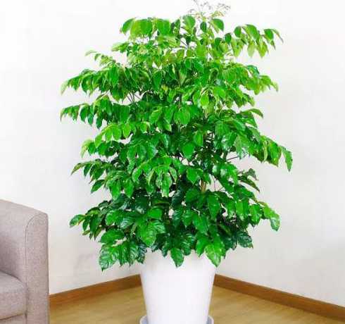 大门门口可以种什么花草 大门口适合种什么植物