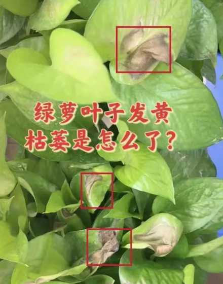 绿萝叶子变黑是为什么 绿萝叶子变黑的原因是什么