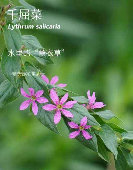 30平米种多少千屈菜 千屈菜的种植方法有哪些
