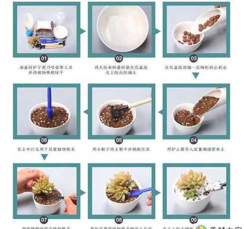 多肉种子怎么种怎么养 新手怎么种多肉种子