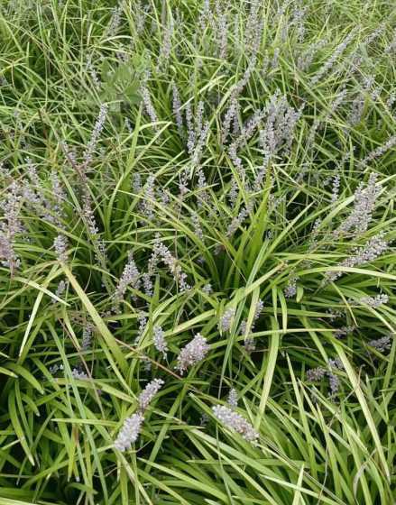 麦冬草一平米栽多少株 1公斤细叶麦冬草可以栽植多少平方米面积