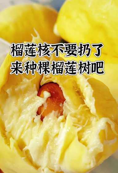 怎么用榴莲种子种榴莲 榴莲种子如何种出榴莲