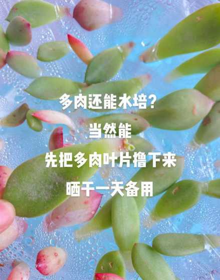 水培多肉为什么不生根 水培多肉多长时间生根