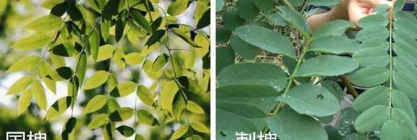 槐树和刺槐有什么区别 刺槐和槐树的区别在哪里