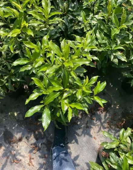 富贵籽小苗多久能长大 富贵籽长出几株小苗