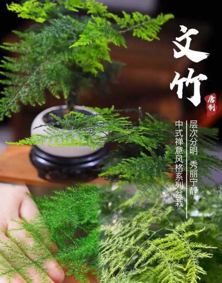 唐山文竹什么结种成熟 云松竹和文竹有什么不同