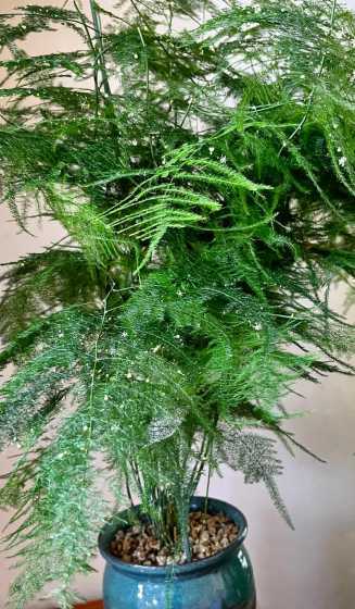 文竹开花的前兆是什么 文竹开花意味着什么
