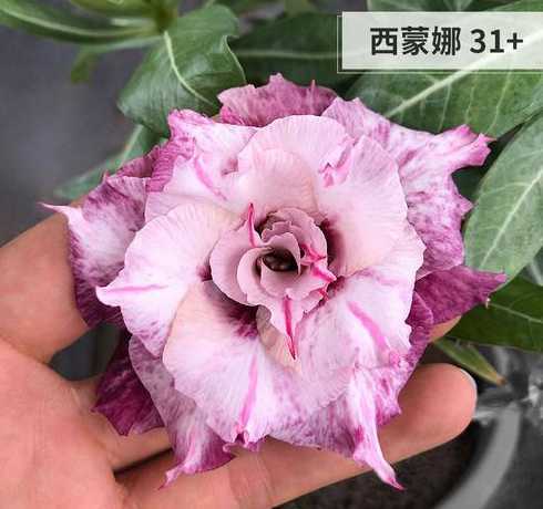 怎么样让玫瑰二次开花 怎么让玫瑰花开花