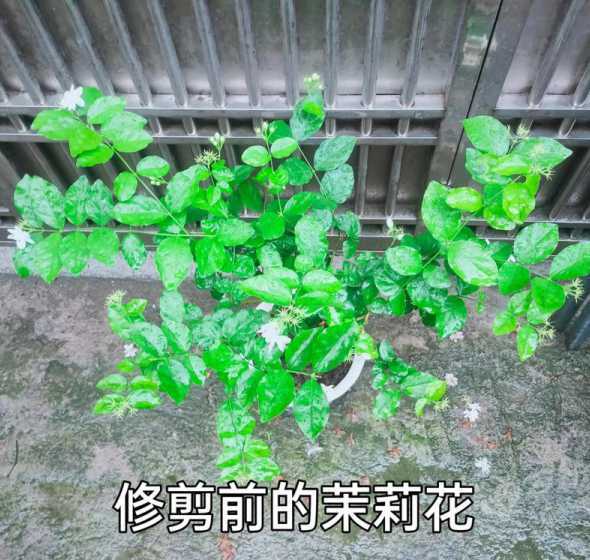 茉莉怎么剪枝才多发枝 茉莉花剪枝方法