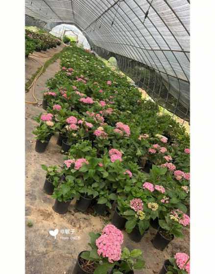 花卉苗圃需要哪些模块 办个花卉苗圃基地需要办理哪些证件的