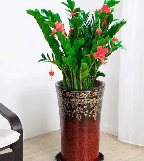 金钱木开花是什么颜色 金钱木开花吗(摇钱树会开花吗这些花是什么颜色的)