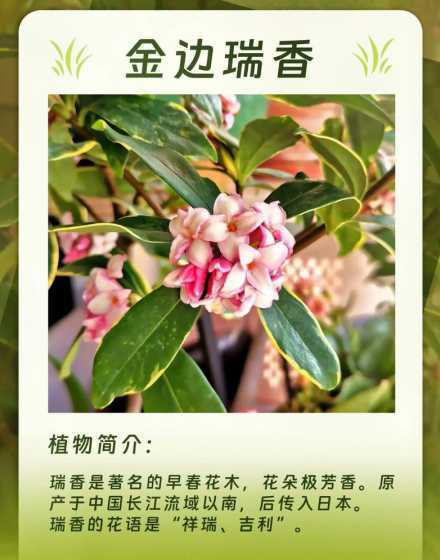 金边瑞香为什么没金边 种植的金边瑞香叶片没有金色的边框,什么原因引起的