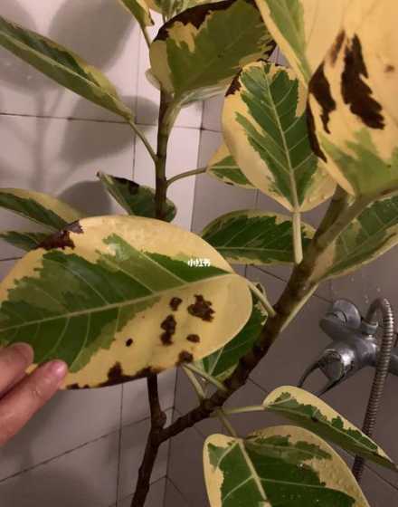榕树为什么变黄掉叶子 榕树黄叶掉叶子是什么原因