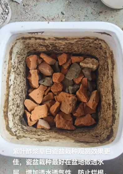紫色酢浆草花怎么养殖 紫色酢浆草怎么养爆盆