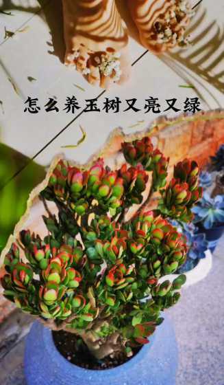 玉树怎么养叶子能变色 玉树叶子发黑怎么办