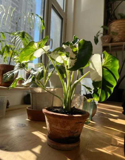 花盆破了用铁丝怎么补 兰花烂根怎么治疗
