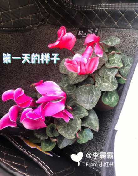 仙客来怎么养家庭养法 仙客来的正确养殖方法