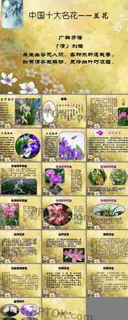 兰花的爱情寓意是什么 兰花寓意代表什么意思