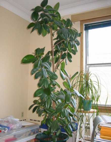 哪些花草不适合放在室内 不适合室内养的植物