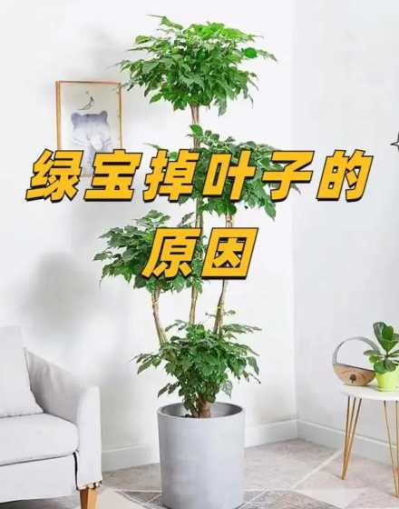 绿宝树怎么养不掉叶子 绿宝树老是不长叶子怎么办