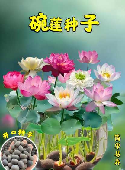 观赏荷花适合养殖什么 荷花和什么鱼一起养殖最好