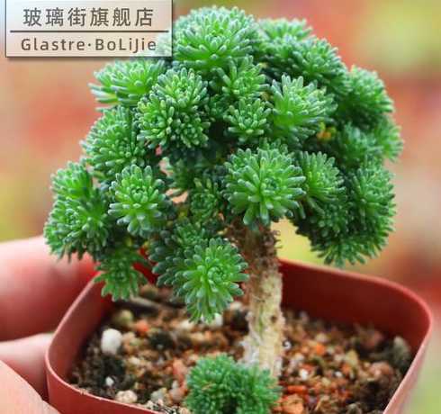 球松多肉为什么要晾根 球松的养殖方法介绍 多肉植物球松怎么养