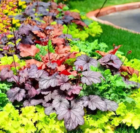 什么花种在庭院不怕冻 什么花不怕晒不怕冻室外