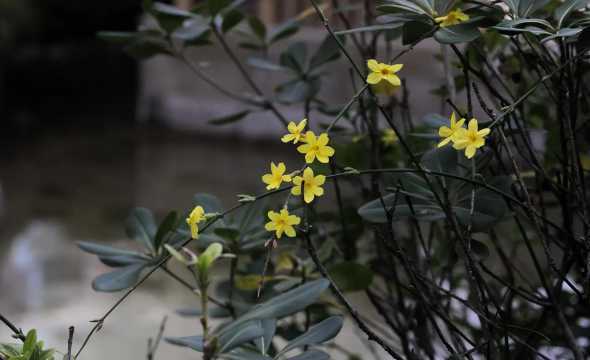 迎春花草本还是木本植物 迎春花是木本植物吗