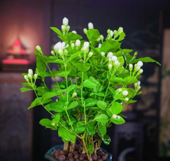 家庭室内盆栽什么好养 什么植物放室内最好养