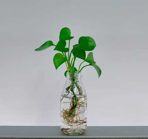 养花的水里加什么作用 鲜花水里放什么
