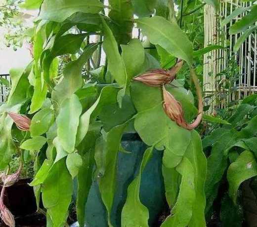 昙花出现花蕾怎么管理 昙花开后花蕾怎么处理-修剪须知