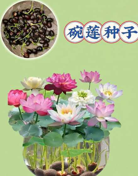 碗莲种子种植多久开花 碗莲种植多久开花