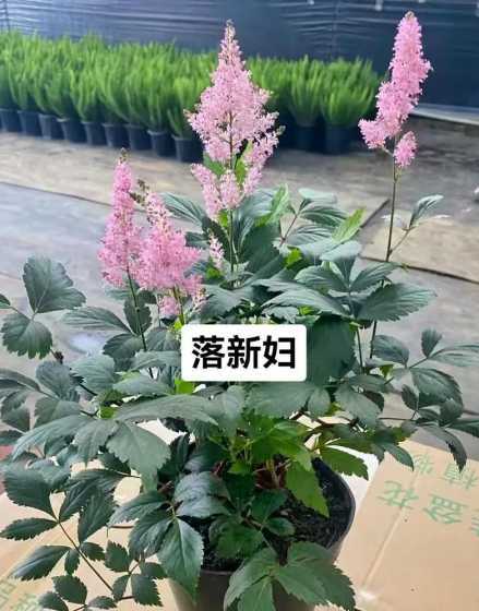 落新妇价格一支多少钱 落新妇杯苗价格