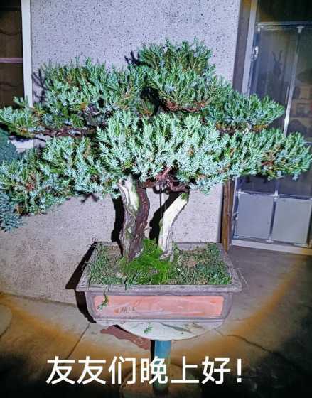 刺柏什么季节适合修剪 刺柏修剪方法