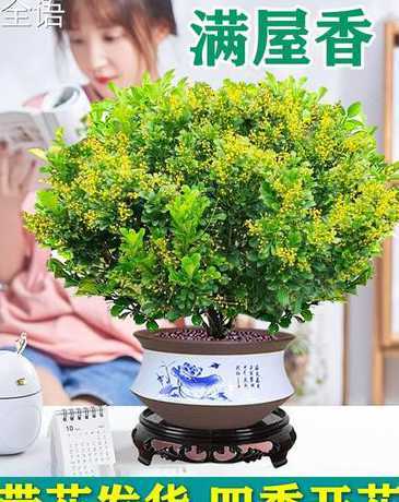 怎么辨别米兰盆栽真假 米兰怎么养,盆栽米兰的养殖方法(图)