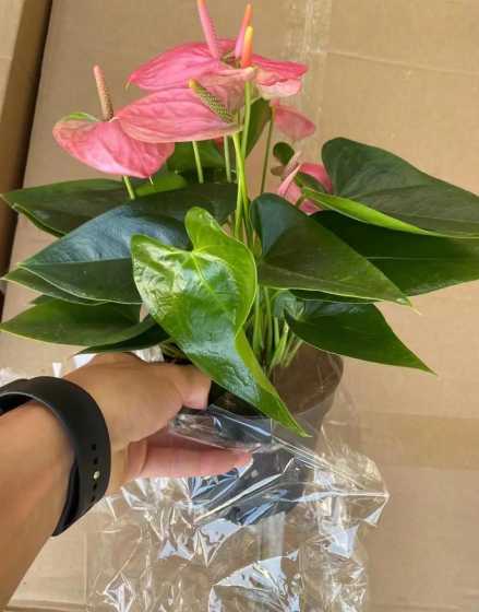 粉掌开的花为什么不红 粉掌花色不粉原因及应对方法